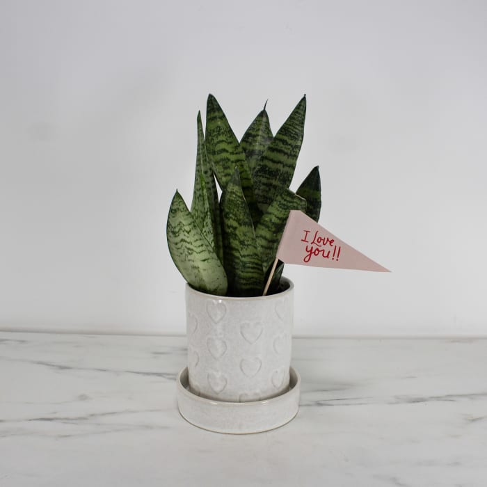 Love You Snake Plant
