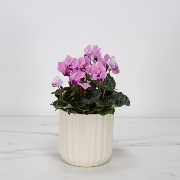 4" Valentine Cyclamen