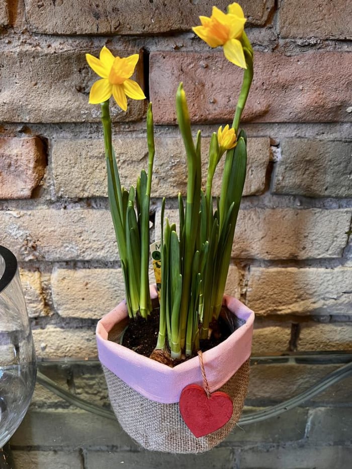 Daffodil Bulb in Love Sack