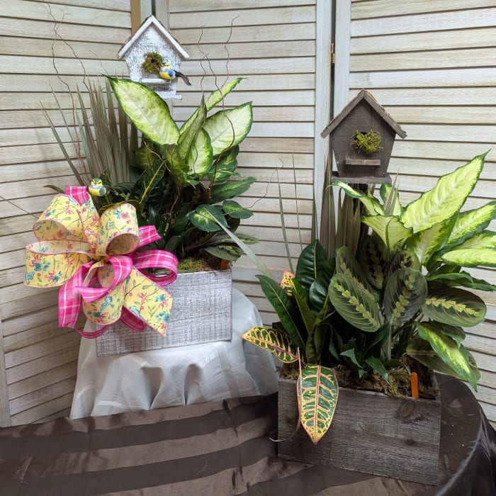 Premium BirdHouse Dish Garden