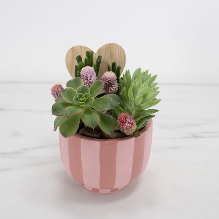 Valentine Succulent Garden