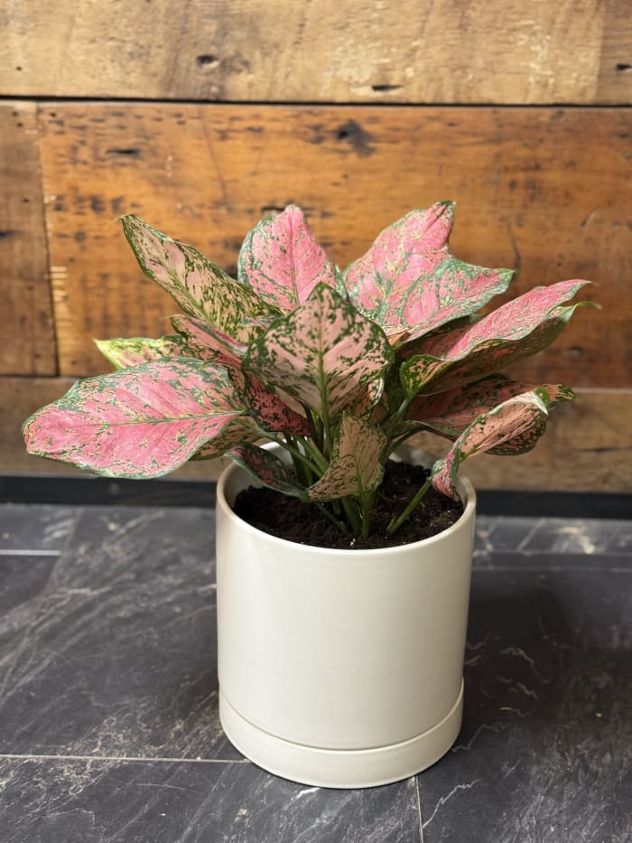 "Lady Valentine" Plant 