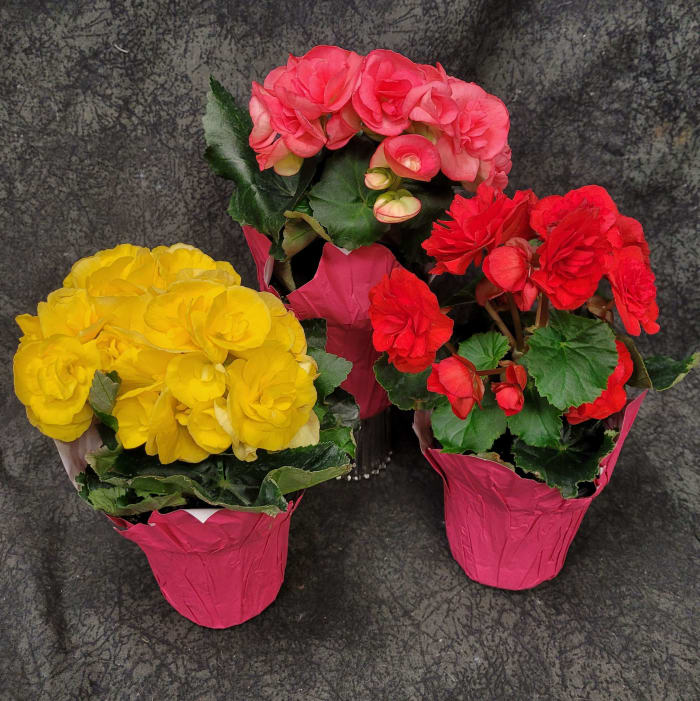 PLB4RIEGERBEGONIA - 4.5" REIGER BEGONIA PLANT