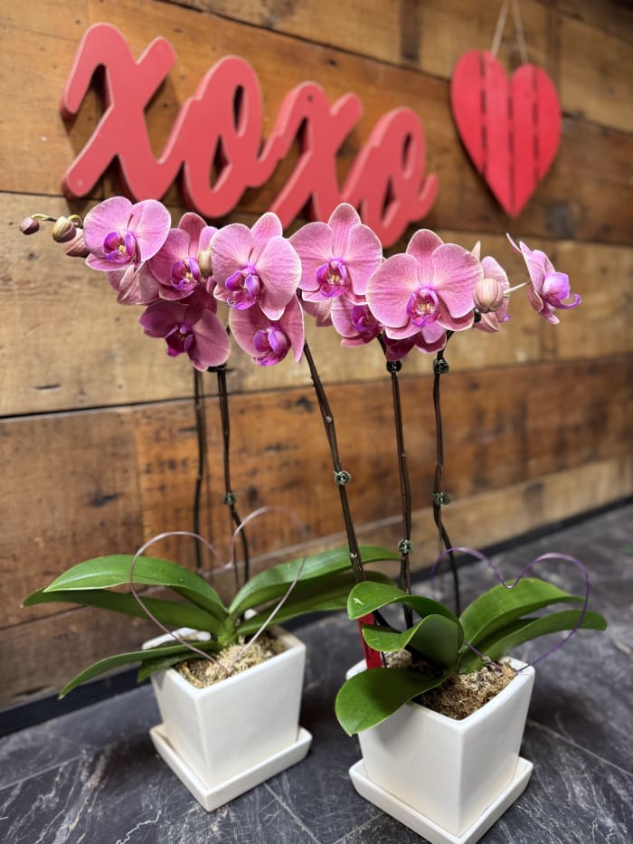 SALE! Pink Orchids
