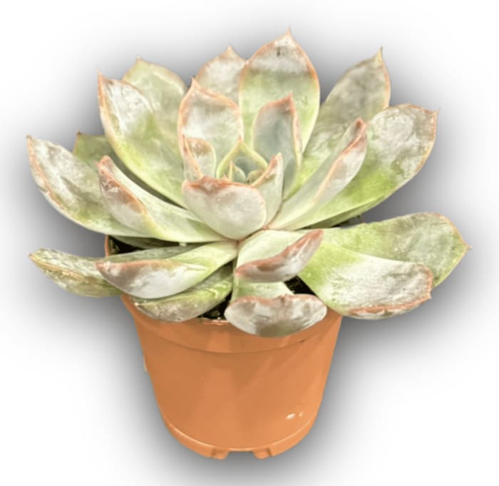 Echeveria 2"