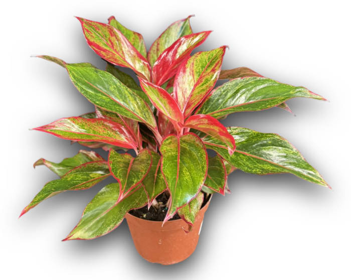 Aglaonema Siam Red 6"