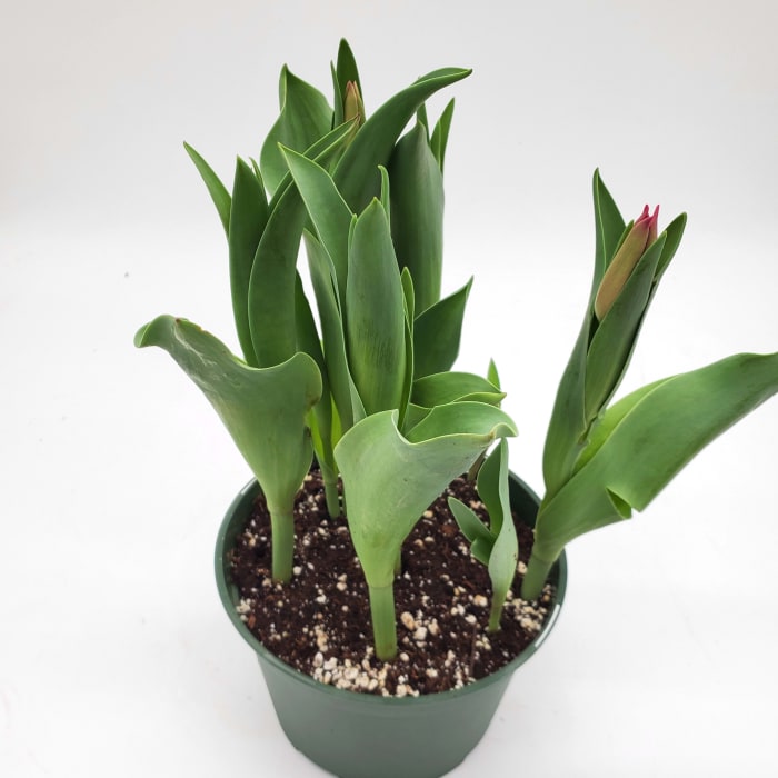 Tulips