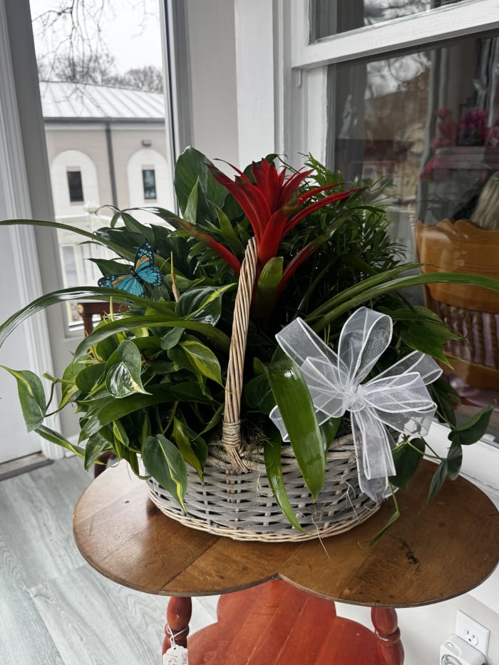 Plants - EB12