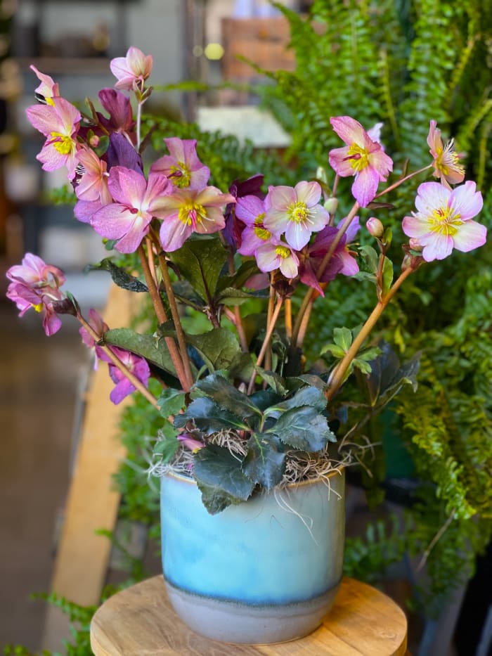 Potted Hellebore