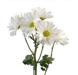 Carnation - 10 Stem Bunch