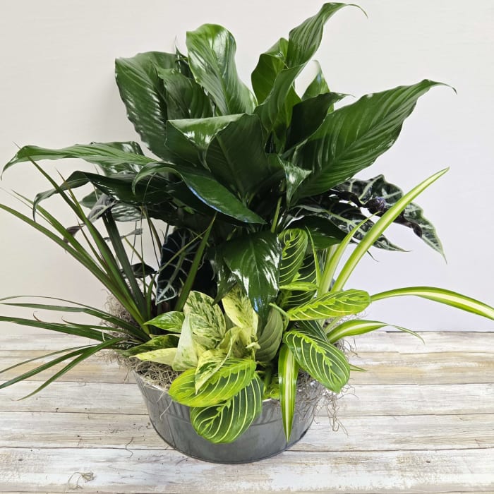 Large Sunny Dishgarden