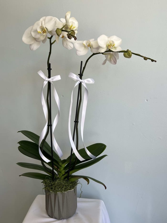 White Orchid