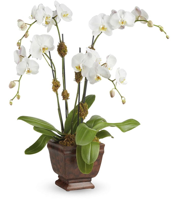 Blossoming Orchid Plant