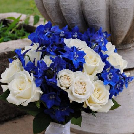 Blue Prom Posey