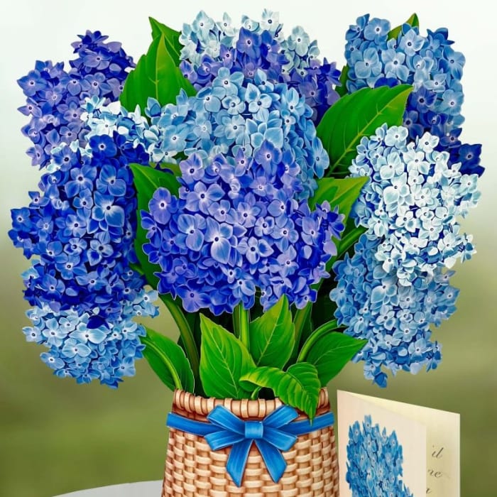 Nantucket Hydrangea