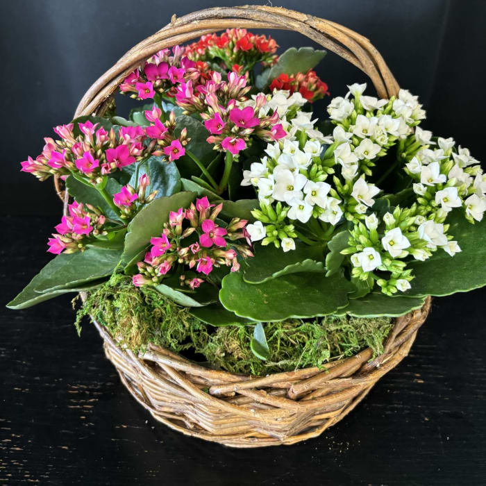 Blooming Plant Basket