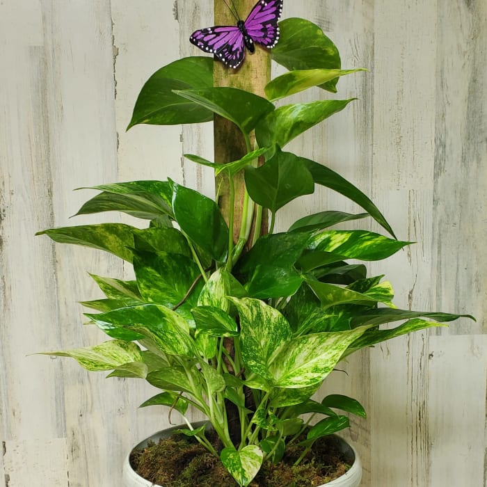 Pothos 8"