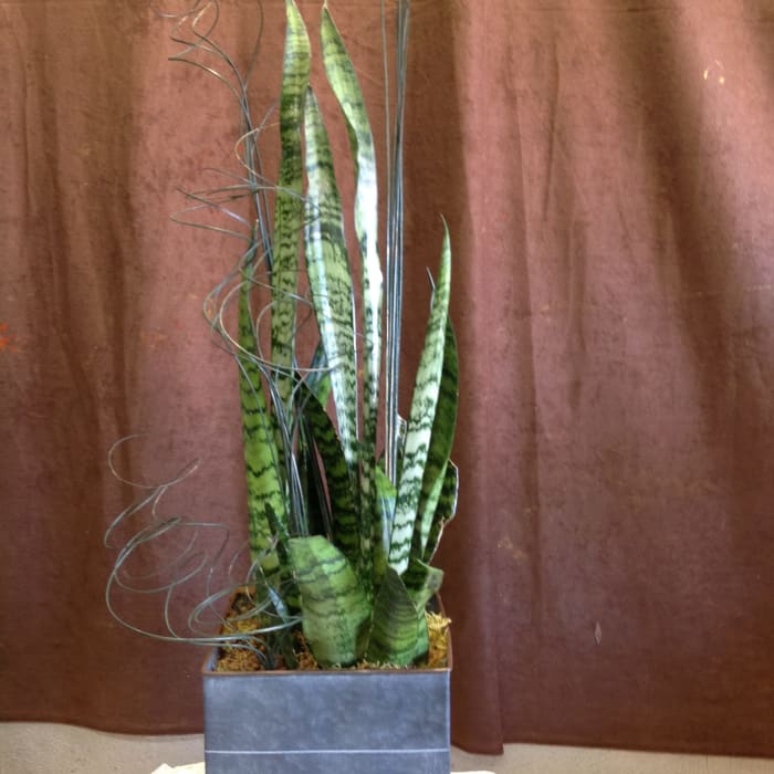 Hi Style Snake Plant