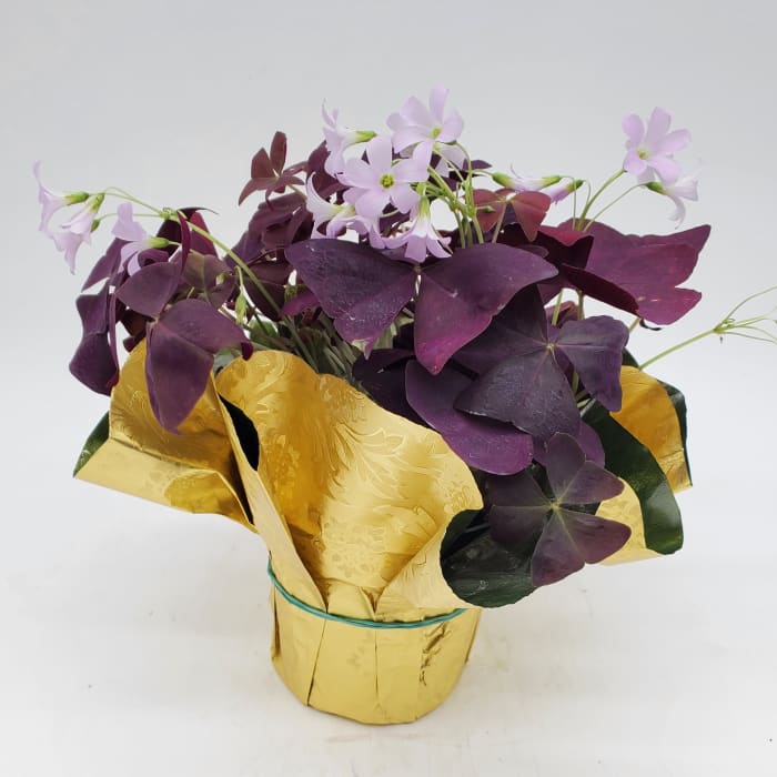 Shamrock Houseplant