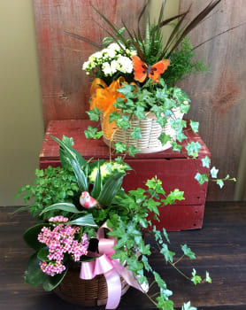 In The Potting Shed