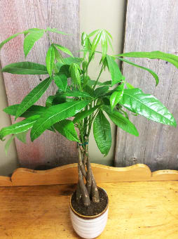 Money Tree (6")