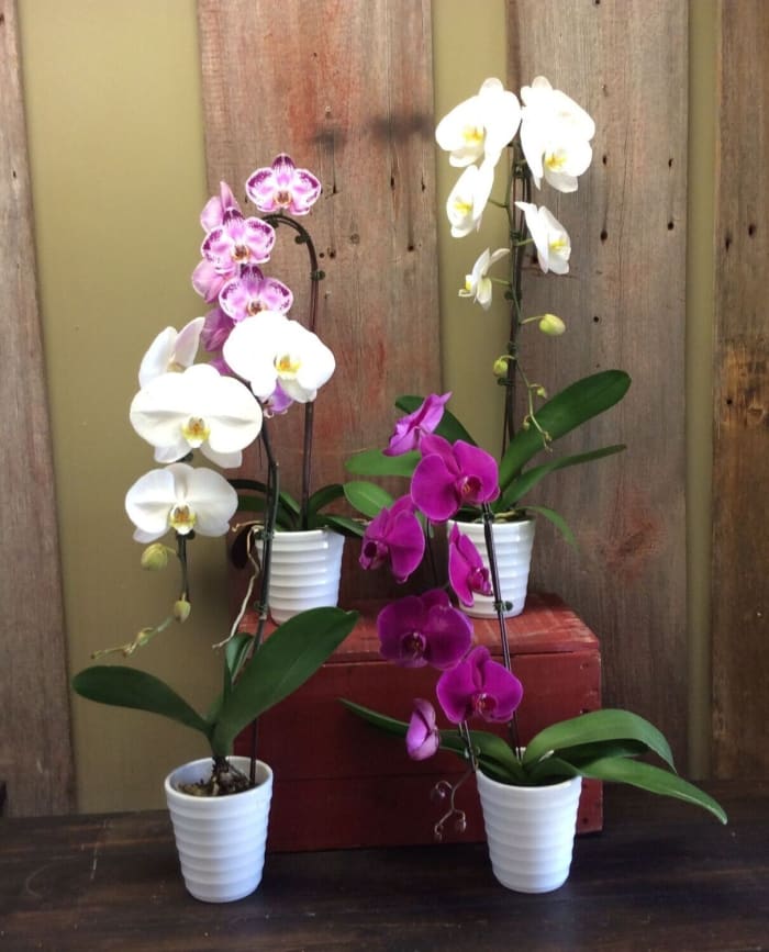 **On Sale** 30% OFF Phalaenopsis Orchid Plant