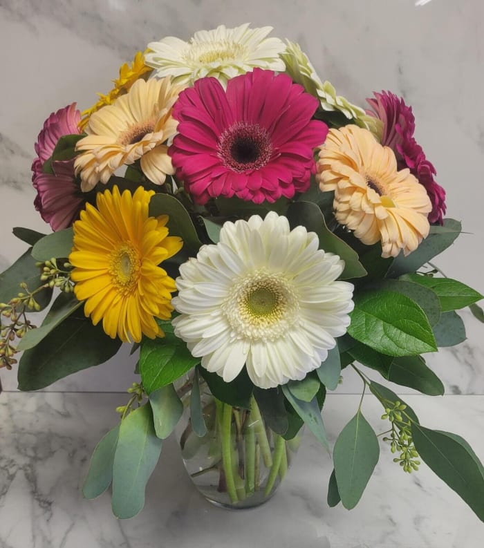 Gerbera Daisy Dazzle