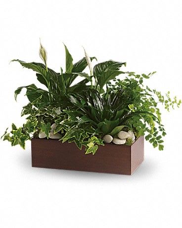 Quiet Expressions Planter
