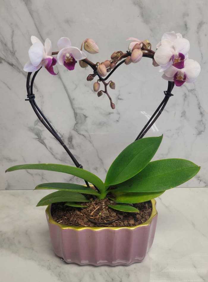 Heart Shaped Mini Orchid