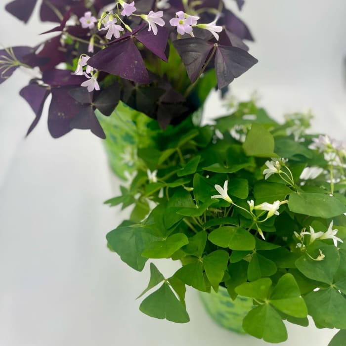 Shamrock-Oxalis
