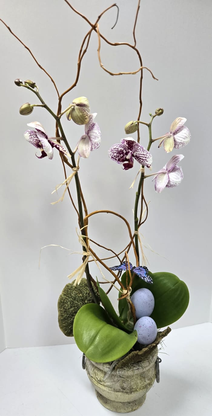 Burgundy Orchid