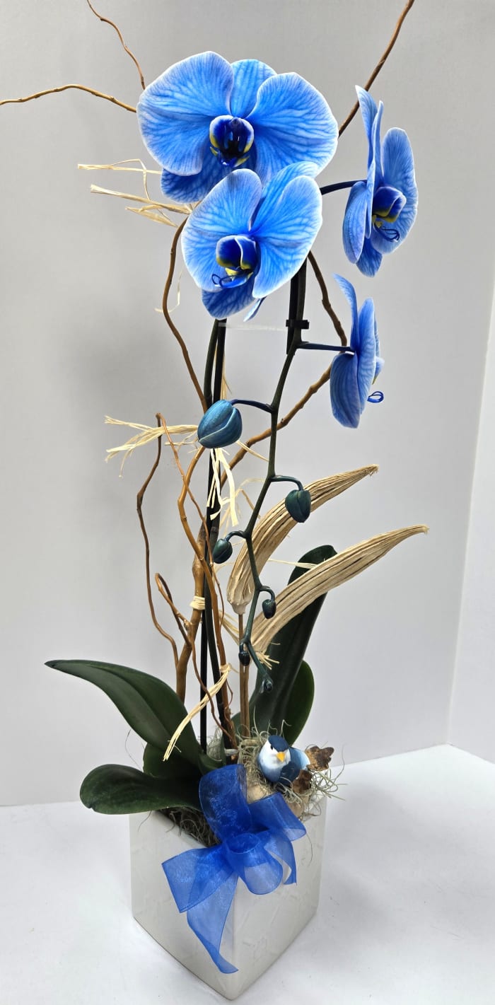Orchid Plants $100