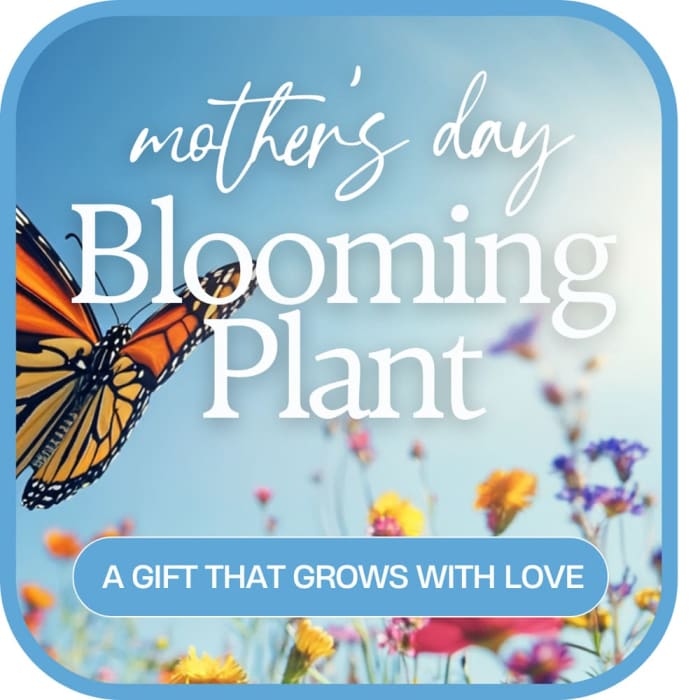 Mother's Day Blooming Plant