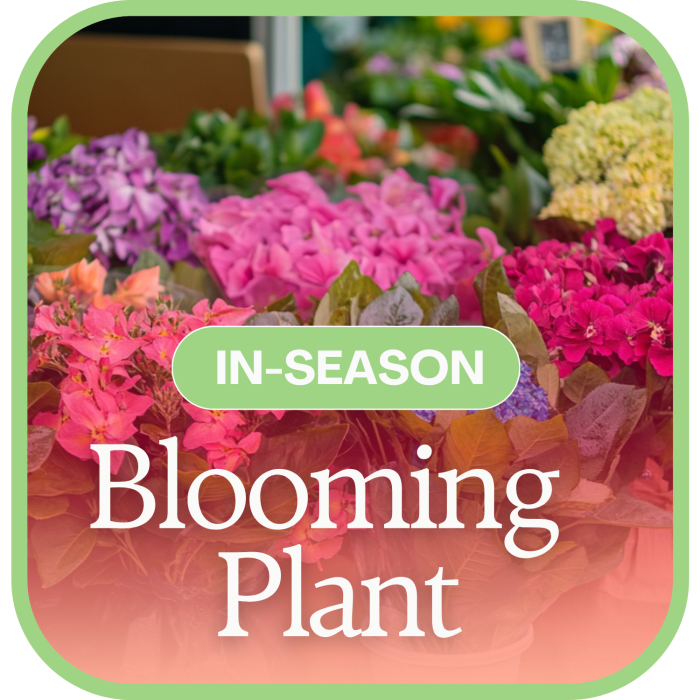 In-Season Blooming Plant