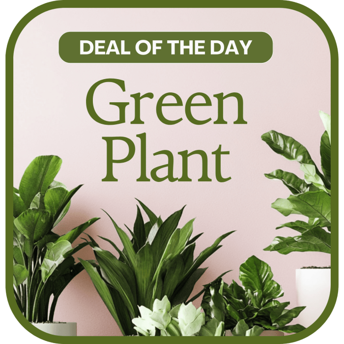 Green Plant Deal of the Day