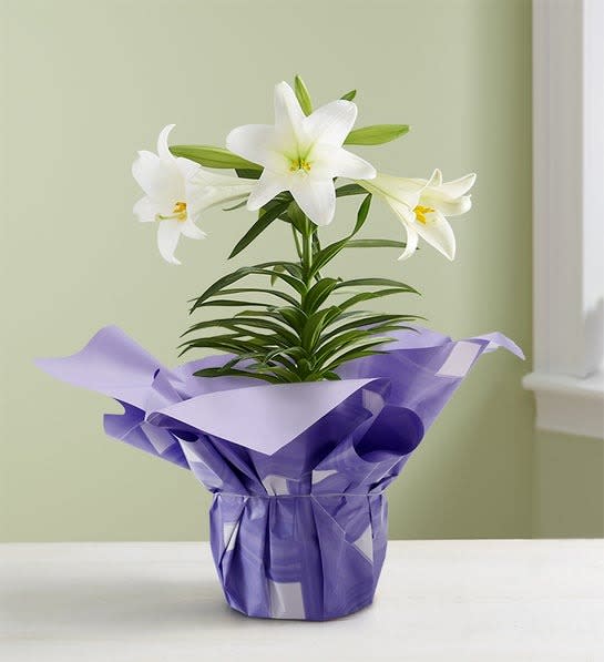 Easter Sentiments™ Lily Plant