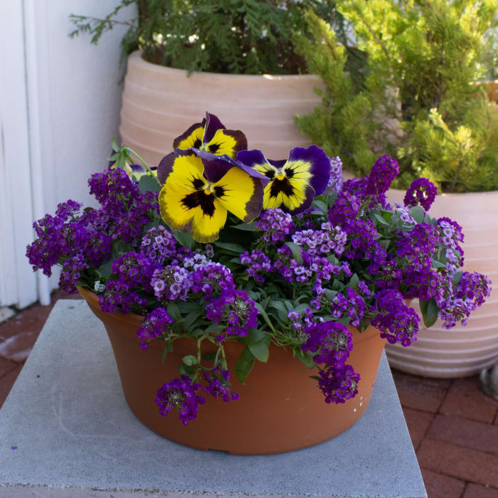12" Pansy Bowl with Sweet Alyssum