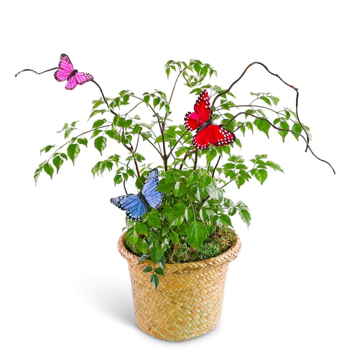 Butterfly China Doll Plant in Basket
