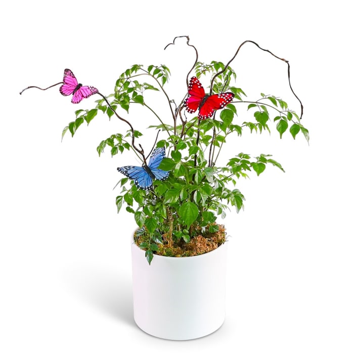 Butterfly China Doll Plant in Ceramic