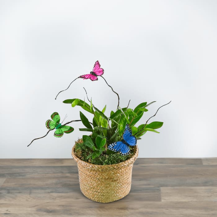 Zanzibar Gem Plant with Butterfly Accents