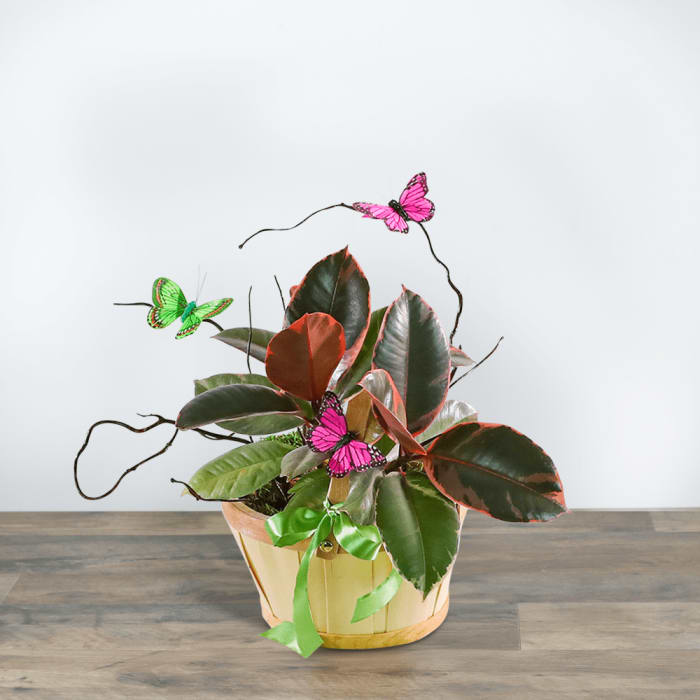 Variegated Rubber Tree Plant with Spring Accents