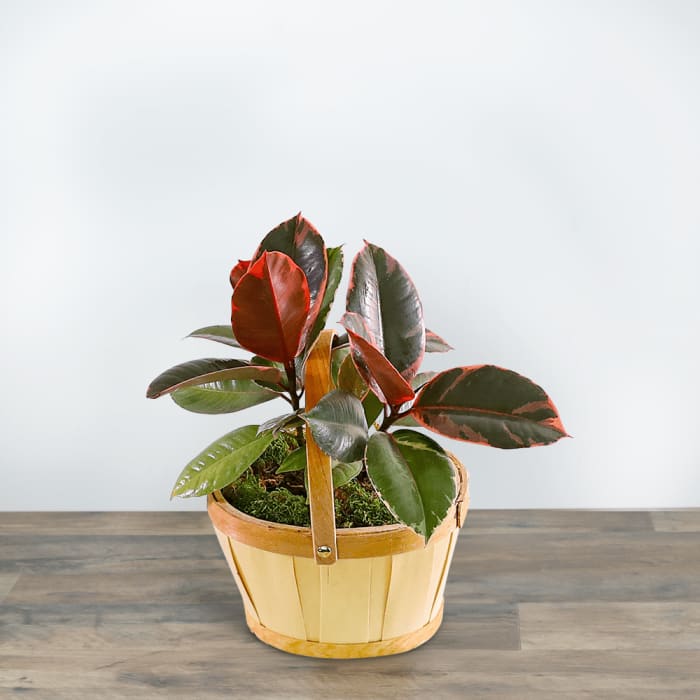 Variegated Rubber Tree Plant