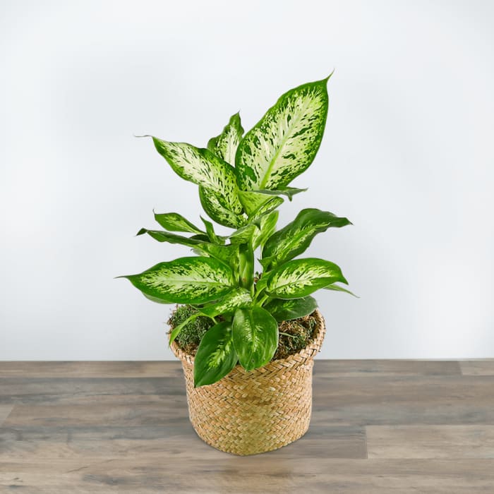 Dieffenbachia Plant