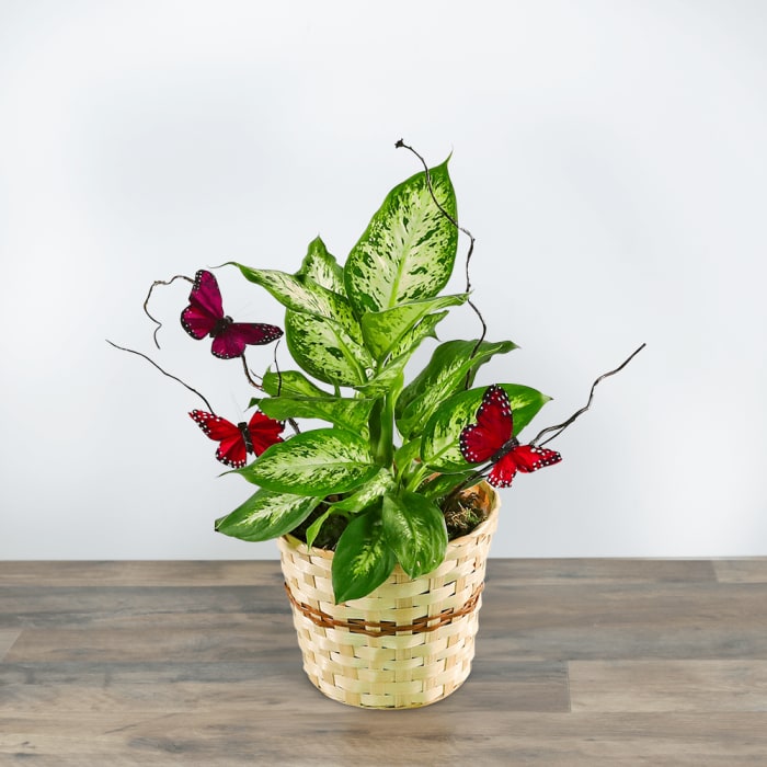 Butterfly Kisses Dieffenbachia Plant