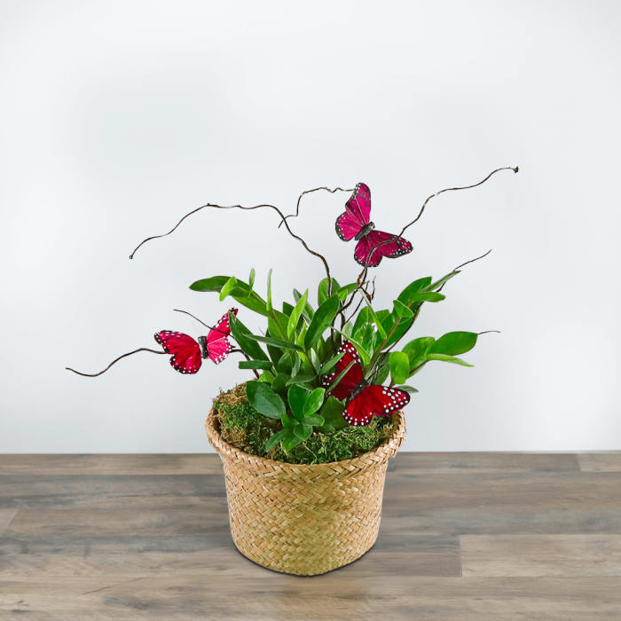 Butterfly Kisses Zanzibar Gem Plant