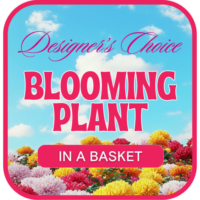 Designer's Choice Blooming Plant
