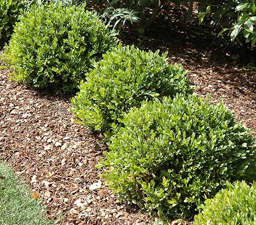 Boxwood, Green Velvet