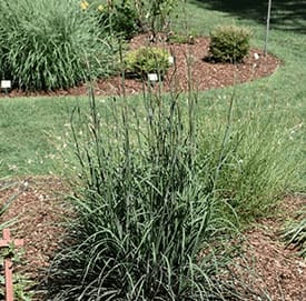 Blackhawks, Big Blue Stem