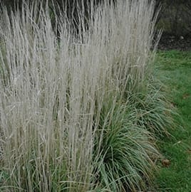 Avalanche Feather Reed Grass
