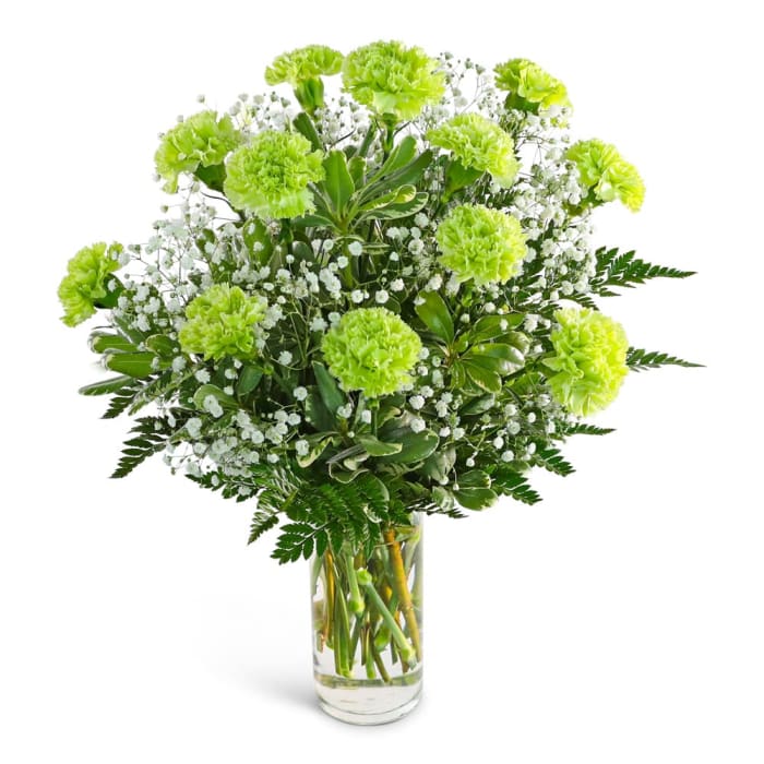 One Dozen Green Carnations with Babies Breath
